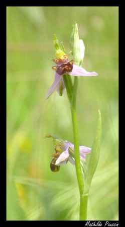  Ophrys abeille - Ophrys apifera